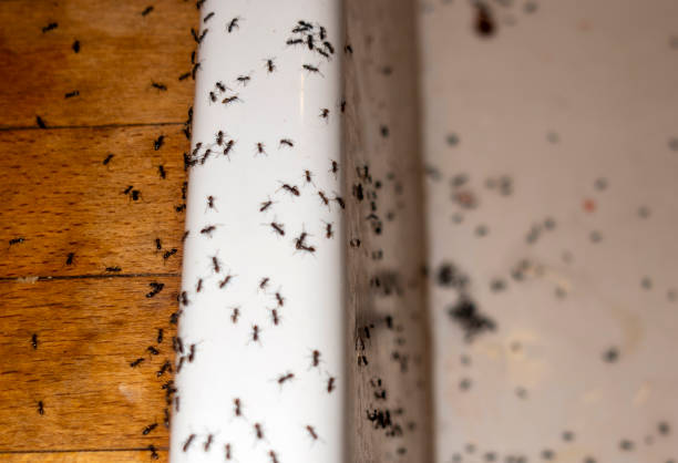 Trusted Coral Hills, MD Pest Control Experts